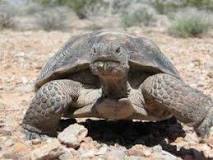 casitas para tortugas de tierra