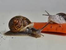 como cuidar a un caracol