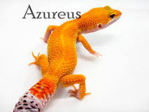 kit gecko leopardo kit gecko leopardo