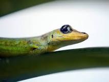 los geckos comen hormigas
