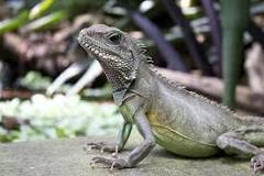 que comen las iguanas