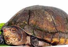 refugio para tortugas de tierra