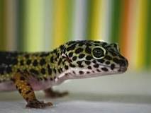 terrario gecko segunda mano