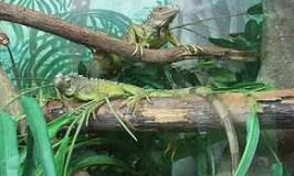 terrario iguana amazon