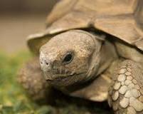tortugas de tierra terrario