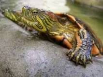 ¿Cómo hacer un buen hábitat para una tortuga?
