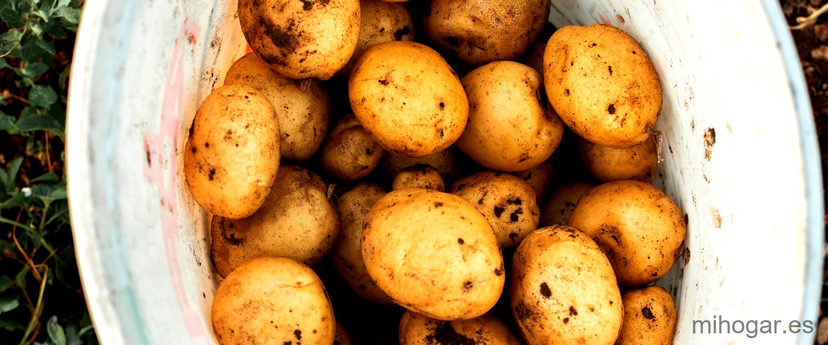 5. Variedades de patatas y cómo utilizarlas en tus recetas favoritas