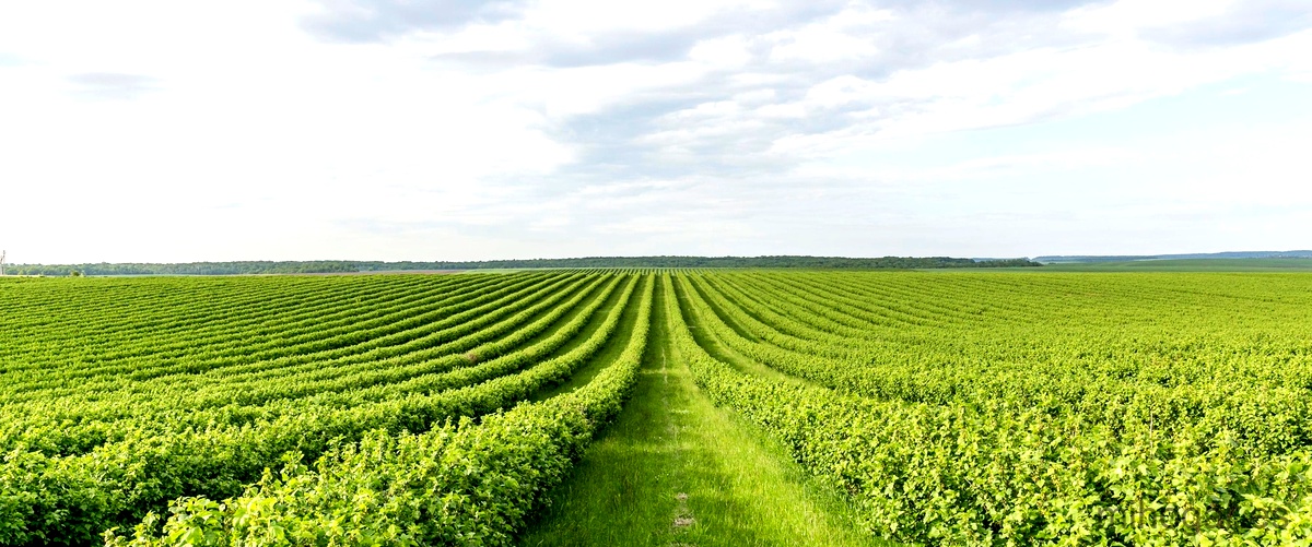 Descubre los beneficios de la nutrición natural con Cal Agri para tus cultivos