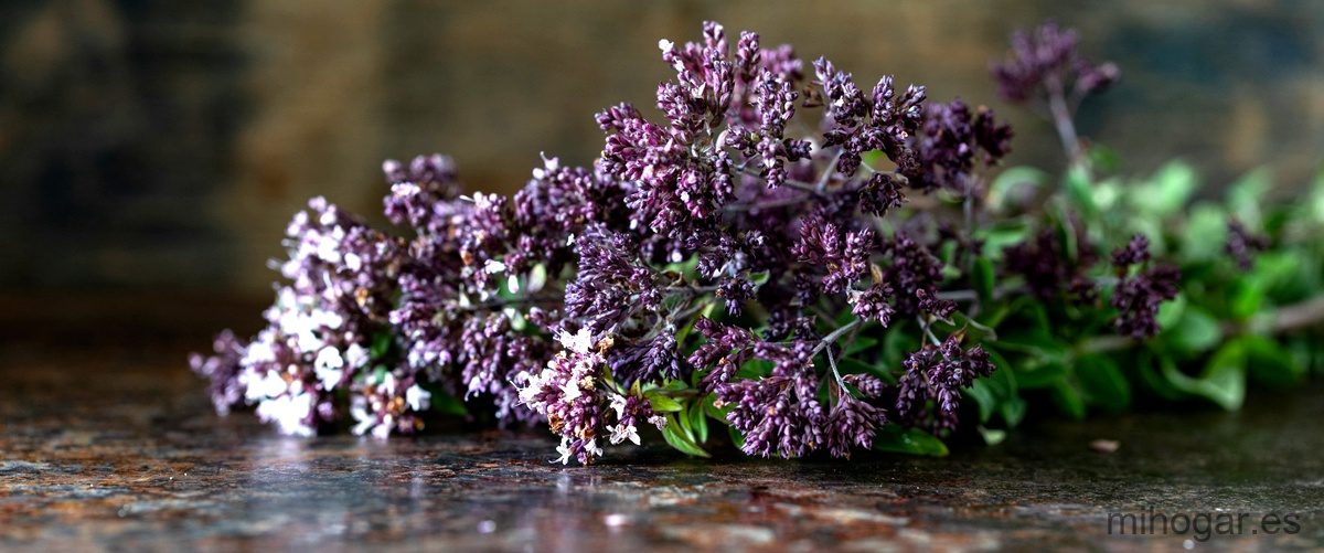 Patchouli: el secreto de la seducción y el magnetismo personal
