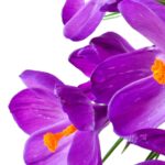 Dónde comprar violeta de genciana en España: opciones de compra y precio que-cura-la-violeta-de-genciana-1