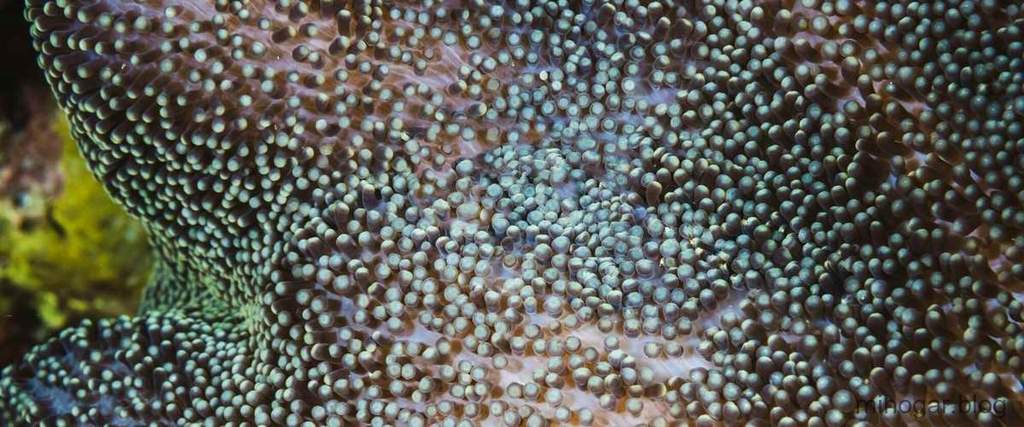 como-se-utilizan-las-bacterias-para-fosa-septica-1