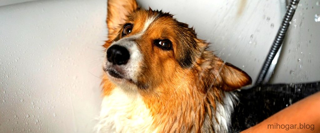 ¿Por qué mi perro sigue oliendo mal después de bañarlo? Consejos para