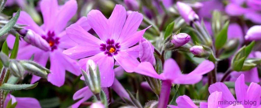 Saponaria Mercadona: todo sobre la planta que se utiliza como jabón donde-se-puede-comprar-saponaria-1