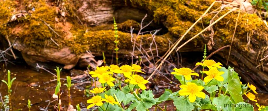 Hamamelis Mercadona: Agua de Hamamelis Disponible en Tienda que-es-el-agua-de-hamamelis-y-para-que-sirve-1