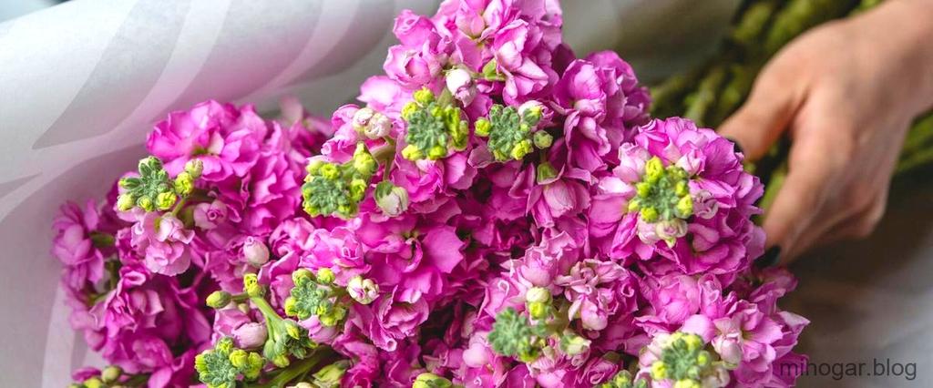 ¿Qué otros usos tiene la Saponaria?